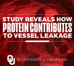 Study Illuminates Contributing Factors to Blood Vessel Leakage