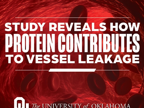 Study Illuminates Contributing Factors to Blood Vessel Leakage