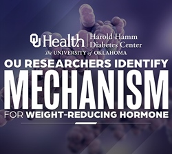 Researchers Identify Mechanism for Body Weight-Reducing Hormone