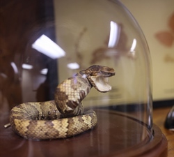 Oklahoma Poison Center Urges Caution During Snake Season