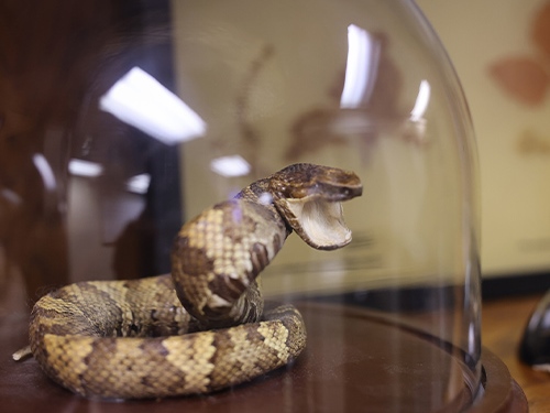 Oklahoma Poison Center Urges Caution During Snake Season