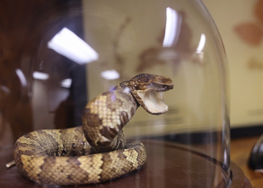 Oklahoma Poison Center Urges Caution During Snake Season